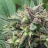 CBD Seeds