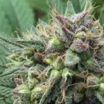 CBD Seeds