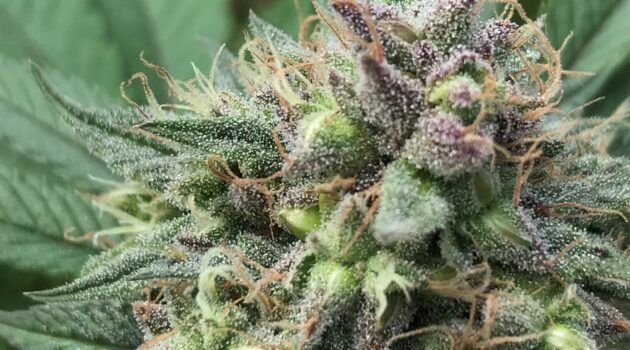 CBD Seeds